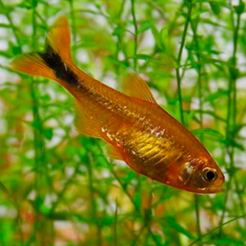 Hasemania nana   Koperzalm M